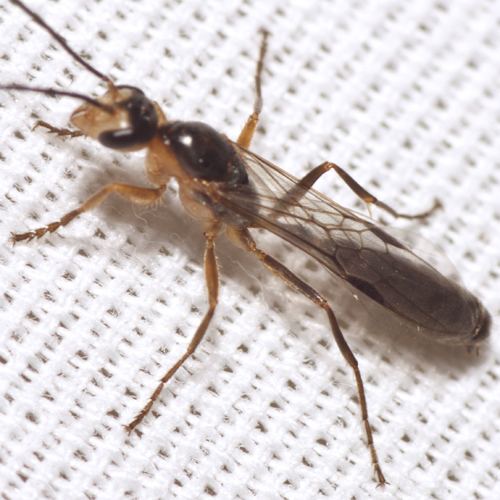 Elongate twig ant Elongate Twig Ant Pseudomyrmex gracilis BugGuideNet