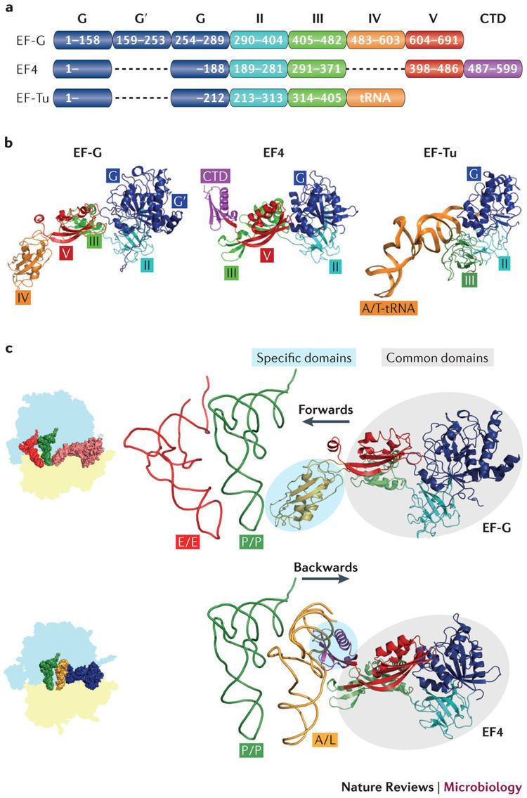 Elongation factor Structure binding sites and functions of the elongation factors