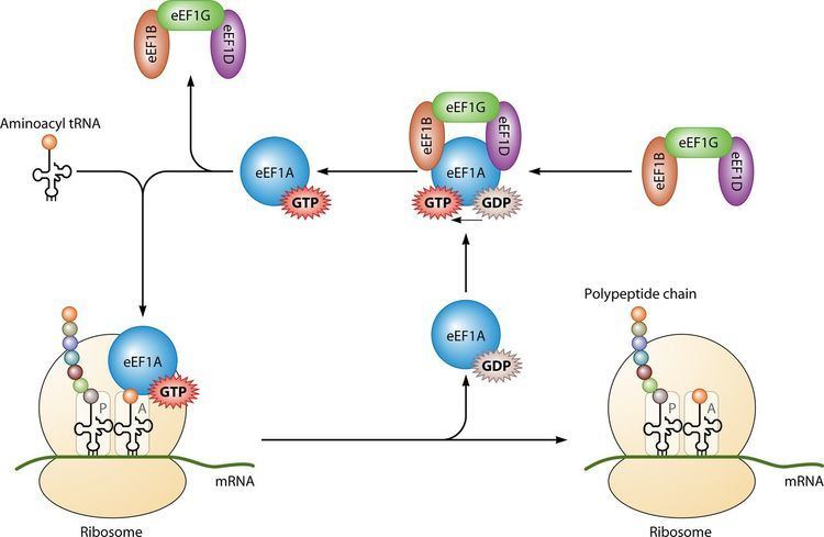 Elongation factor The Unexpected Roles of Eukaryotic Translation Elongation Factors in