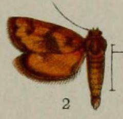 Elophila fulvalis