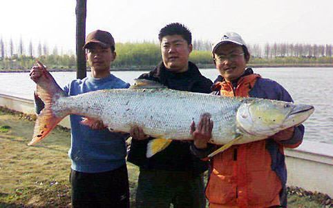 Elopichthys bambusa Big Fishes of the World YELLOWCHEEK CARP Elopichthys bambusa