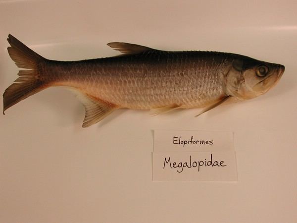Elopiformes Elopiformes Megalopidae Fisheries Media Gallery