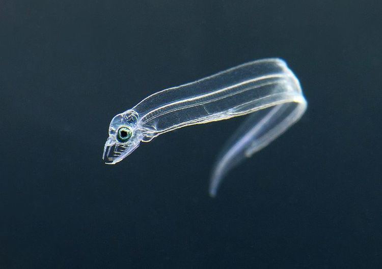 Elopomorpha Eel from Superorder Elopomorpha started as tiny transparent larvae
