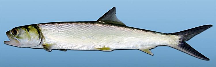 Elops saurus Ladyfish or skipjack Elops saurus Mississippi saltwater fish