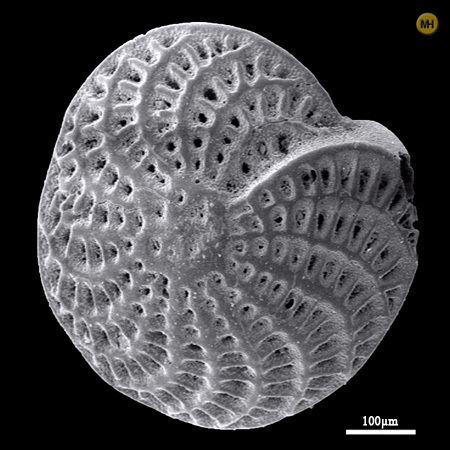 Elphidium Foraminifera Elphidium crispum