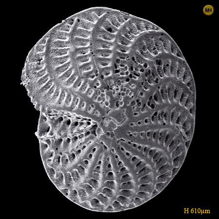 Elphidium Elphidium Genus Foraminifera