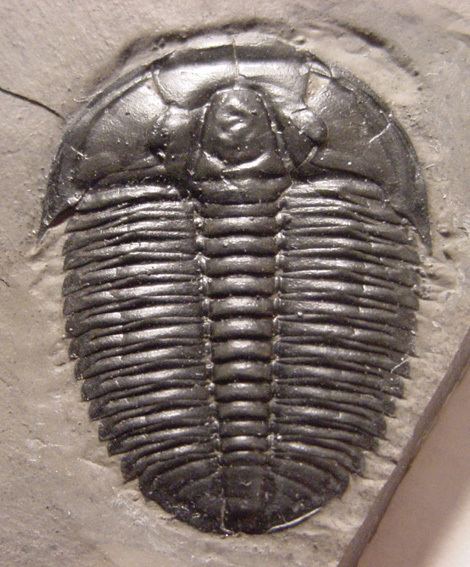 Elrathia Elrathia marjumi Trilobites