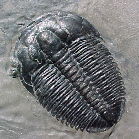 Elrathia Elrathia marjumi Trilobites