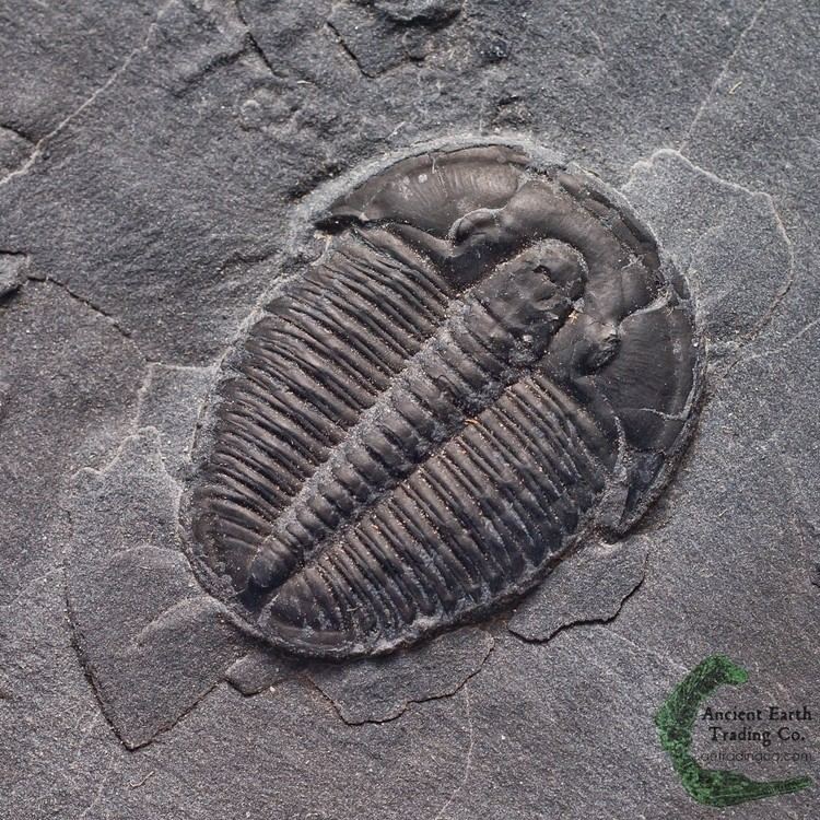 Elrathia Gem Elrathia kingii Trilobite Fossil