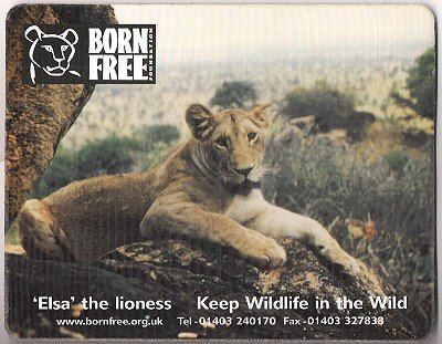 Elsa the lioness Collectibles from Born Free Elsa amp Adamsons