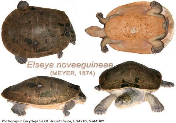 Elseya Elseya novaeguineae The Reptile Database