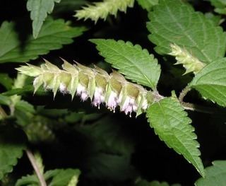 Elsholtzia ciliata Elsholtzia ciliata Crested latesummer mint Discover Life