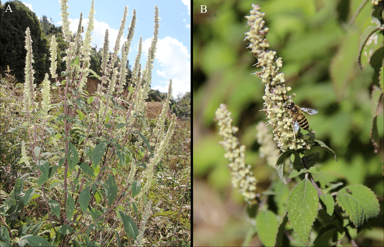 Elsholtzia rugulosa and its flower visitors. (A) Flowering plants of E. rugulosa. (B) Apis cerana feeding from flowers. Â 