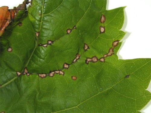 Elsinoë ampelina Evaluation Of Northern Grape Hybrid Cultivars for Their