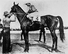Elwood (horse) httpsuploadwikimediaorgwikipediacommonsthu
