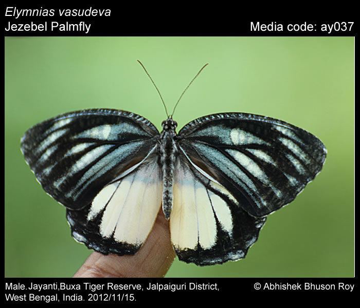 Elymnias Elymnias vasudeva Jezebel Palmfly Butterflies of India