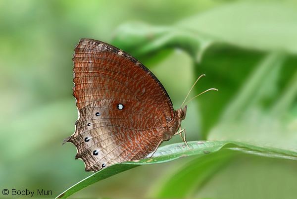 Elymnias ButterflyCircle Checklist