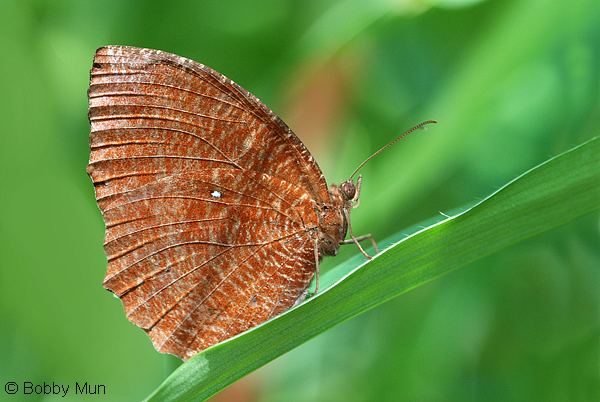 Elymnias hypermnestra ButterflyCircle Checklist