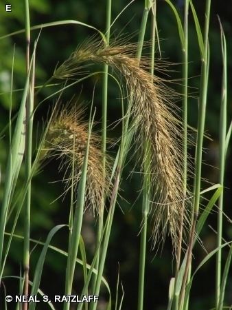 Elymus canadensis Nature Search CANADA WILD RYE Elymus canadensis GRASS FAMILY