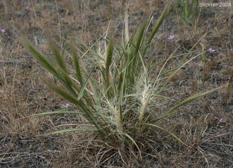 Elymus elymoides Squirreltail Grass Bottlebrush Squirreltail Elymus elymoides