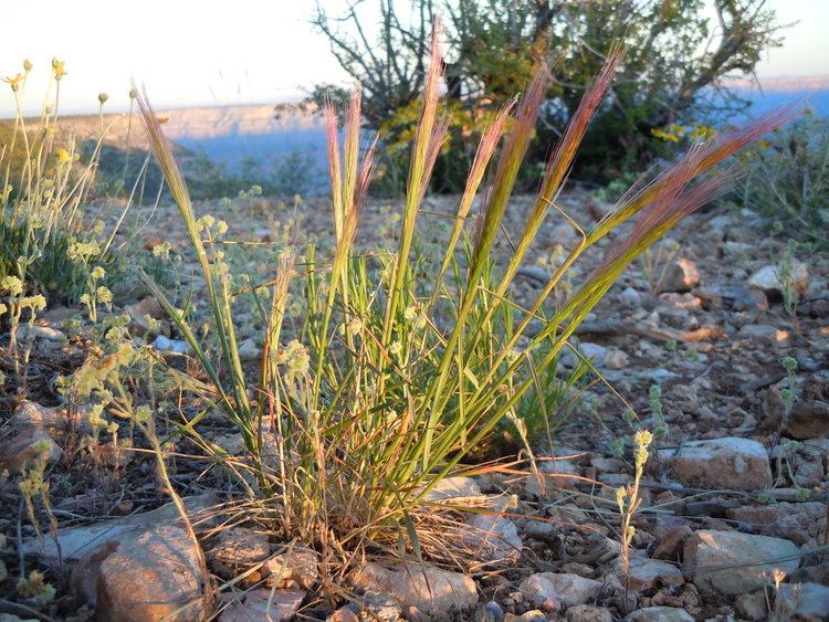 Elymus elymoides FileElymus elymoides 001 Matt Lavinjpg Wikimedia Commons