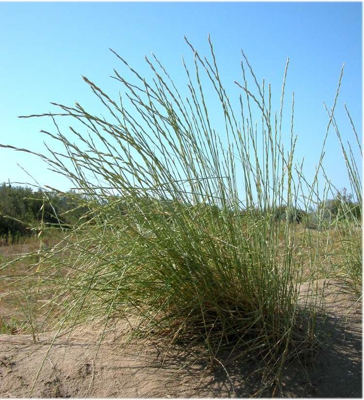 Elymus farctus Elymus farctus subsp farctus Specie della flora italiana