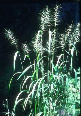 Elymus hystrix Online Virtual Flora of Wisconsin Elymus hystrix