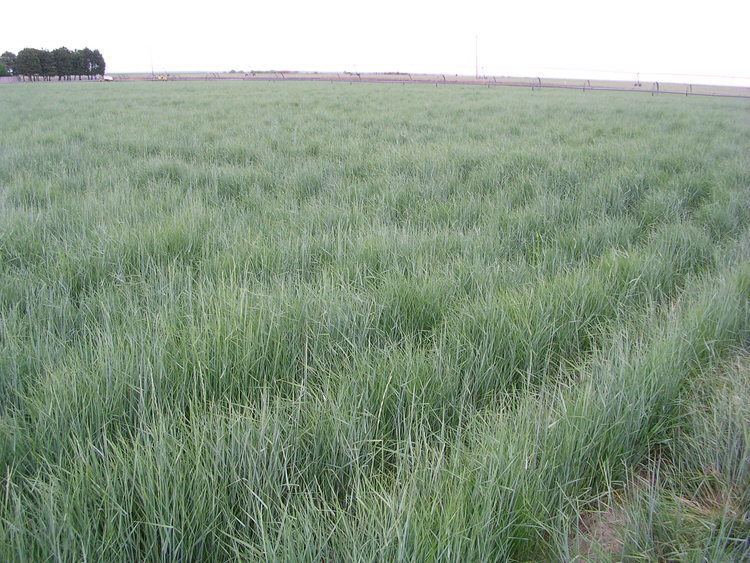 Elymus lanceolatus Elymus lanceolatus ssp lanceolatus Thickspike wheatgrass LampH