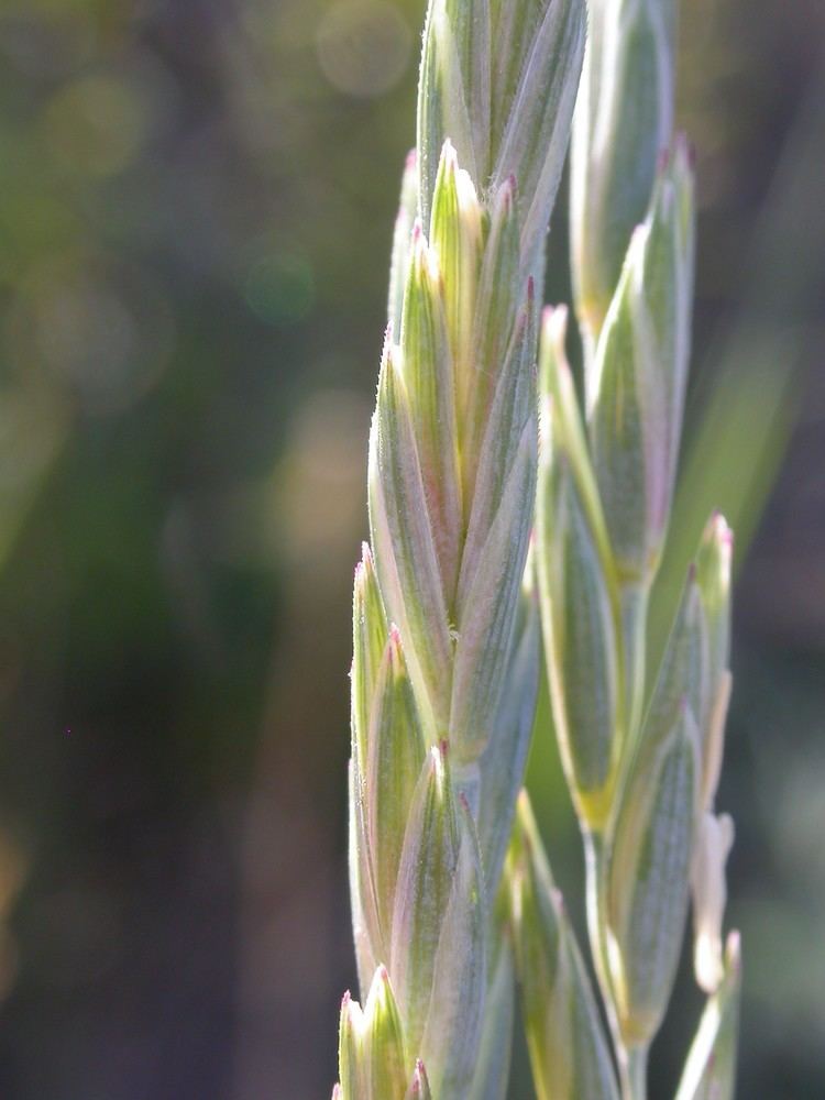 Elymus lanceolatus Elymus lanceolatus