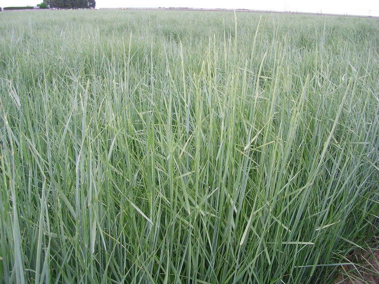 Elymus lanceolatus Elymus lanceolatus ssp lanceolatus Thickspike wheatgrass LampH