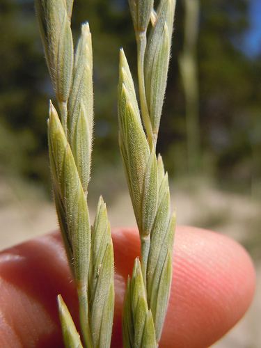 Elymus lanceolatus Streamside Wild Rye Elymus lanceolatus iNaturalistorg