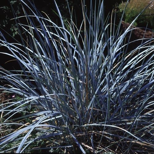 Elymus magellanicus ELYMUS MAGELLANICUS SEEDS Blue Wheatgrass Magellan Wheatgrass
