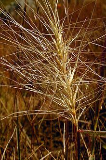 Elymus multisetus httpsuploadwikimediaorgwikipediacommonsthu