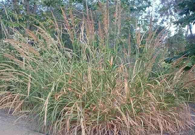 Elymus (plant) Elymus condensatus Giant Wild Rye
