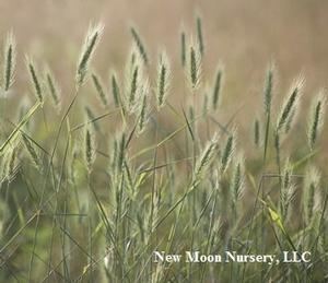 Elymus (plant) Elymus virginicus Virginia wild rye from New Moon Nurseries