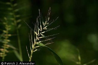 Elymus (plant) Plants Profile for Elymus hystrix eastern bottlebrush grass