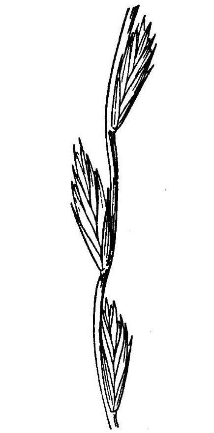 Elymus stebbinsii