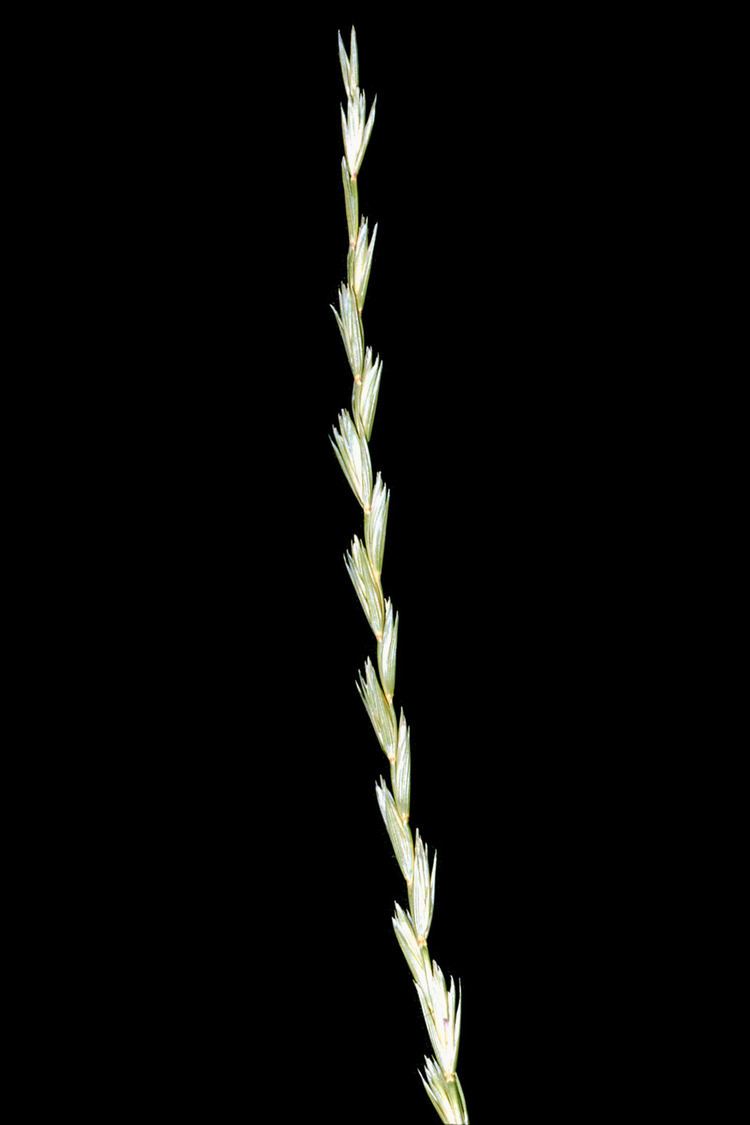 Elymus trachycaulus FileElymus trachycaulus ssp trachycaulus NRCS1png Wikimedia Commons