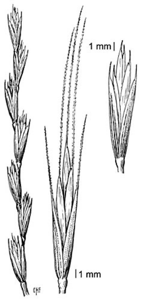 Elymus trachycaulus Elymus trachycaulus wheatgrass Go Botany