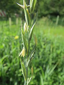 Elymus trachycaulus httpsuploadwikimediaorgwikipediacommonsthu