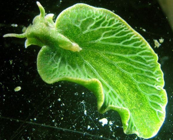Elysia chlorotica Eastern Emerald Elysia Steals Genes from Algae to Live Like Plant