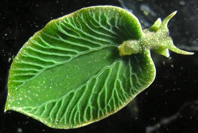Elysia chlorotica Elysia chlorotica The Great quotSolarPoweredquot Sea Slug CryBytes