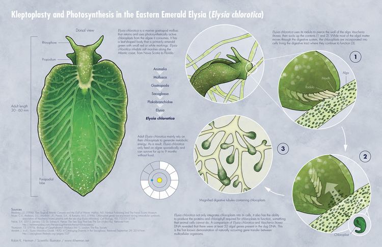 Elysia chlorotica rkherman My poster entry for NSF39s Vizzies The