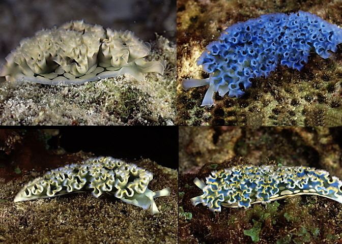 Elysia crispata Nudi of the Week is Elysia crispata