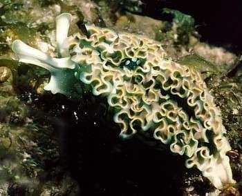 Elysia crispata wwwseaslugforumnetimagestcgreen1ajpg