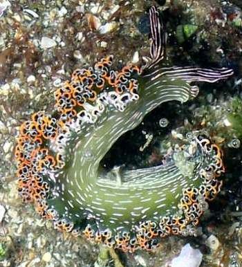 Elysia diomedea The Sea Slug Forum Elysia diomedea