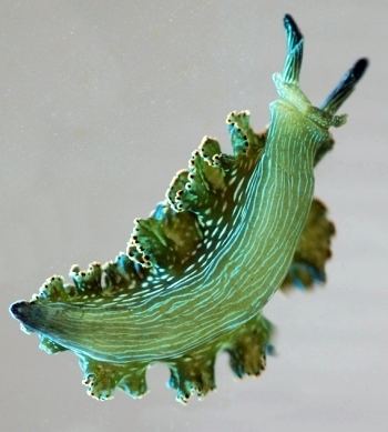 Elysia diomedea The Sea Slug Forum Elysia diomedea