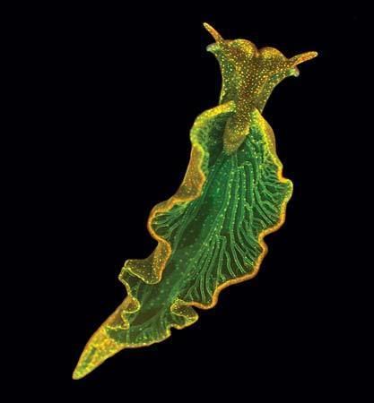 Elysia (gastropod) httpsmedia1britannicacomebmedia391456390