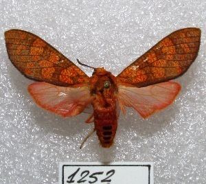 Elysius (moth) wwwboldsystemsorgpicsw300ARMOTMACNBarLep