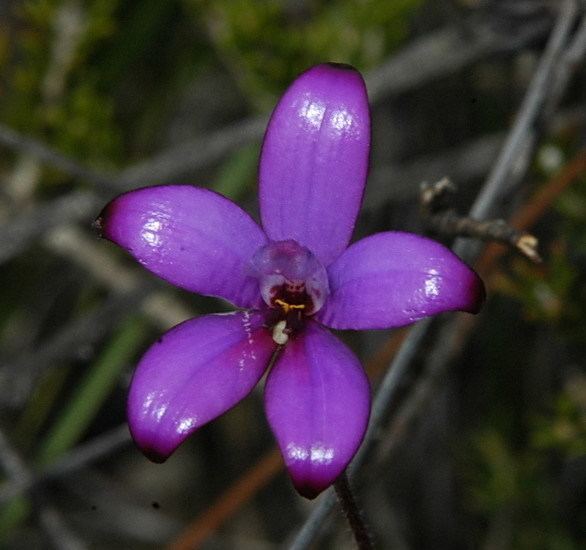 Elythranthera Pacific Bulb Society Elythranthera